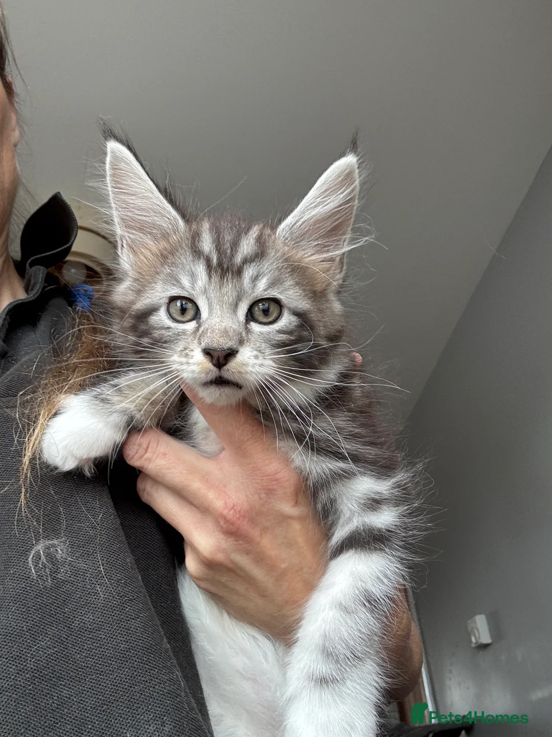 Maine Coon cats for sale: Stunning silver Maine Coon kittens ready now - Advert 11