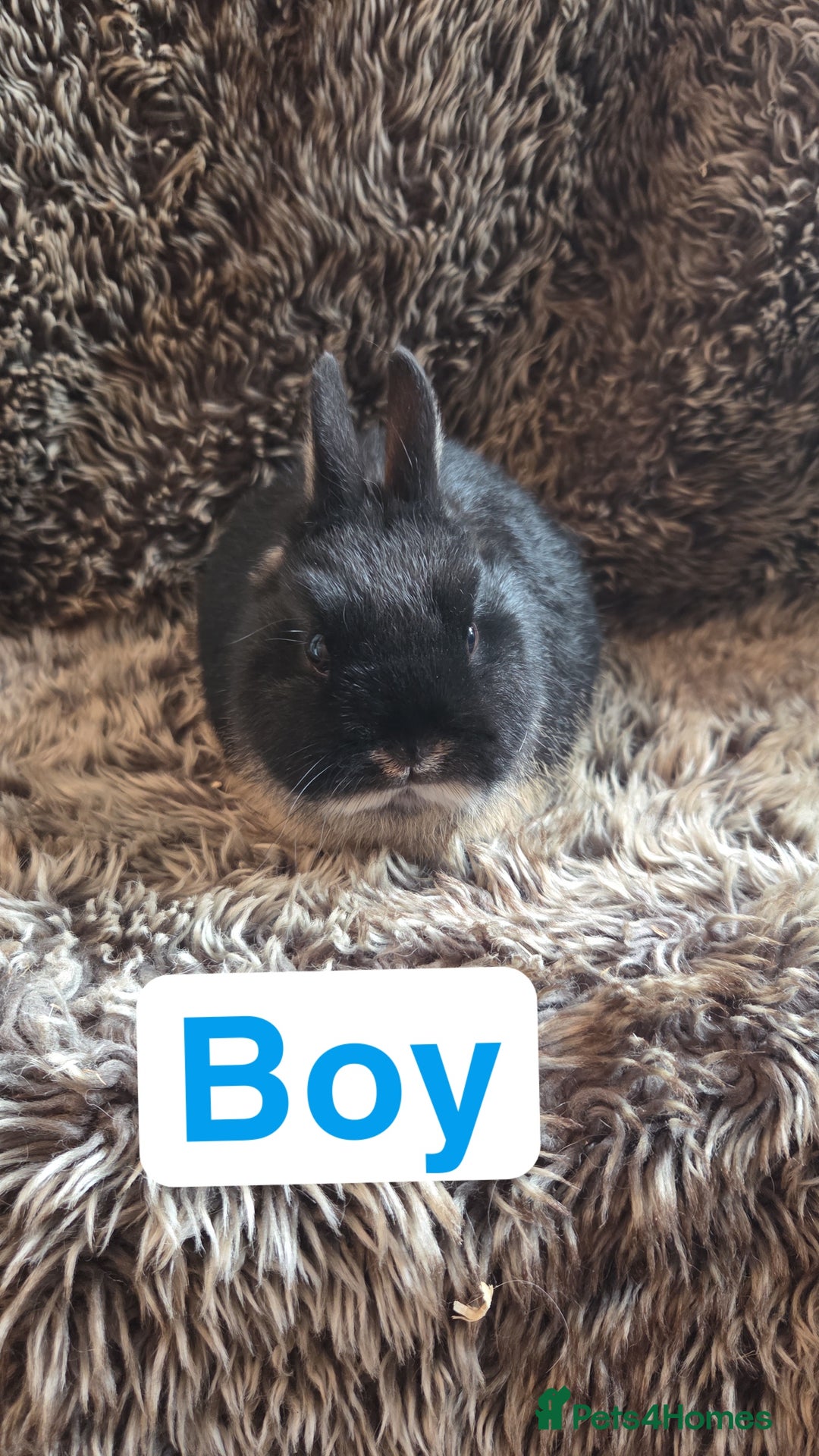 Netherland Dwarf rabbits for sale: Baby Netherland Dwarfs  - Advert 10