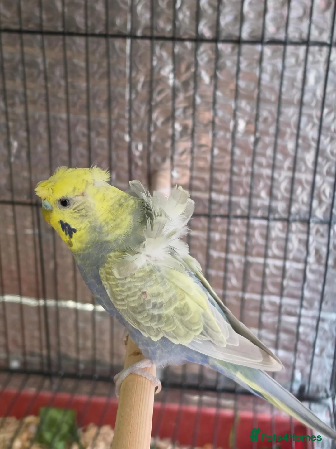 Budgerigars birds for sale: Beautiful pair of helicopter budgies  - Advert 8