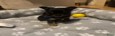 Chihuahua Puppy 4