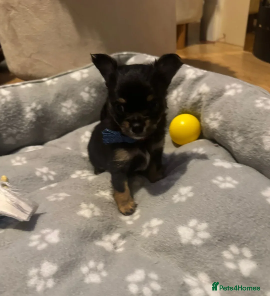 Chihuahua dogs for sale: Beautiful longhaired Chihuahua puppies in Tamworth - Advert 2