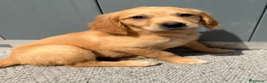 Golden Retriever 5