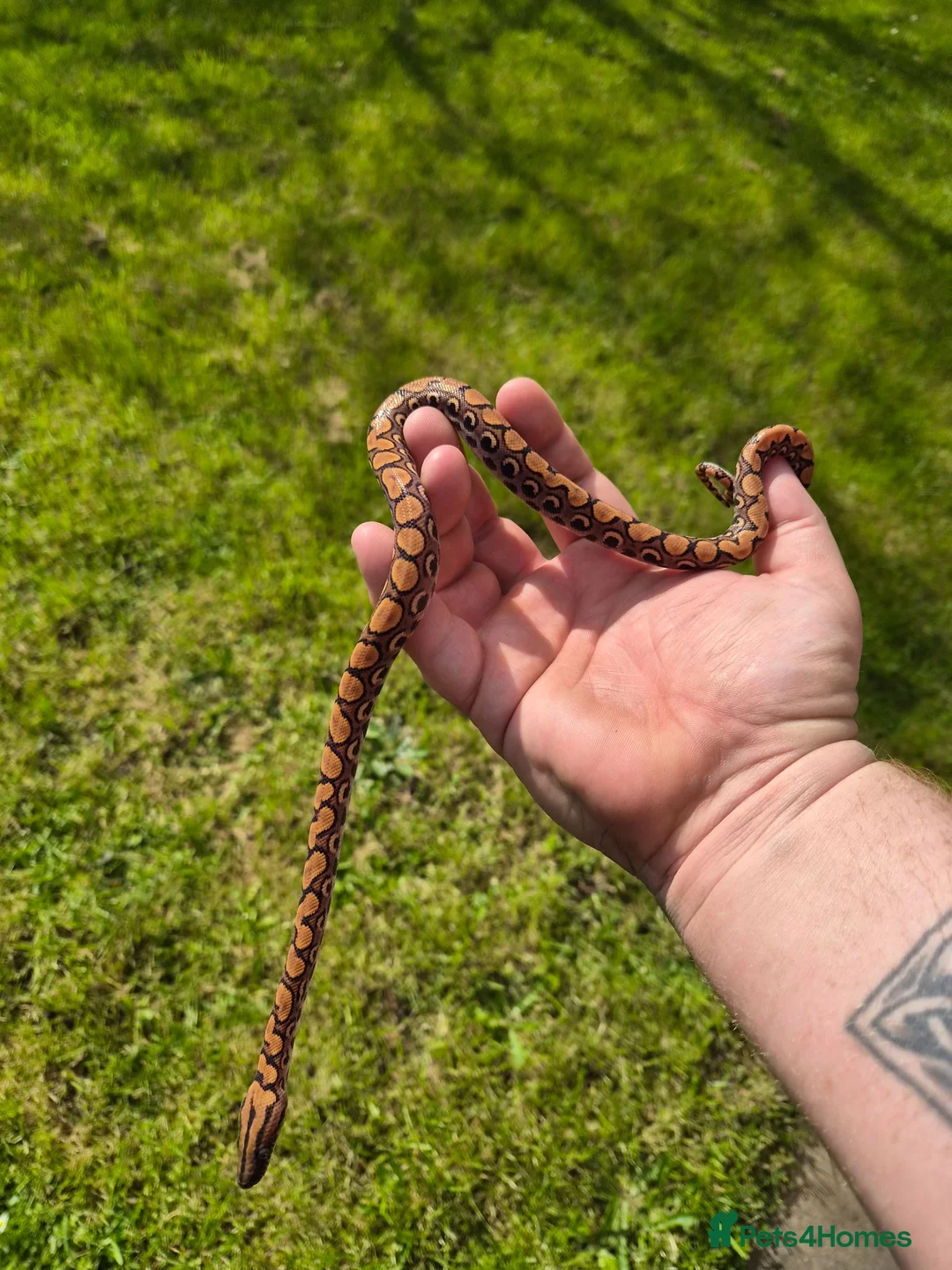 Boa Snake reptiles for sale: Young Brazillian Rainbow Boa - Advert 2