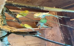 Budgerigars birds for sale: Baby budgies  - Image 1
