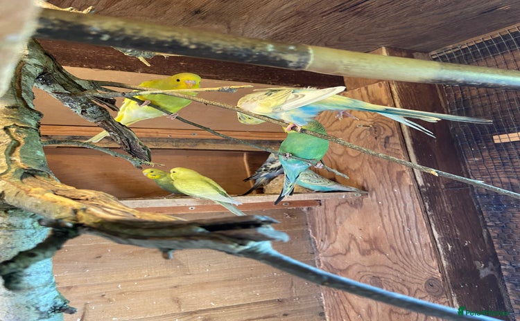 Budgerigars birds - Advert 14