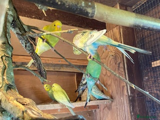 Budgerigars birds - Advert 7