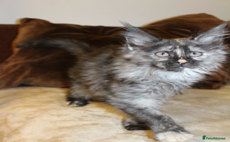 Maine Coon cats Beautiful GCCF registerd Maine Coon Girls - Advert 4