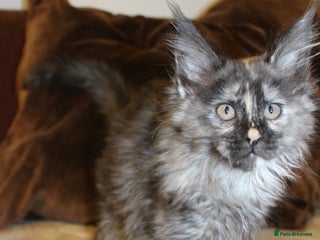 Maine Coon cats Beautiful GCCF registerd Maine Coon Girls - Advert 3