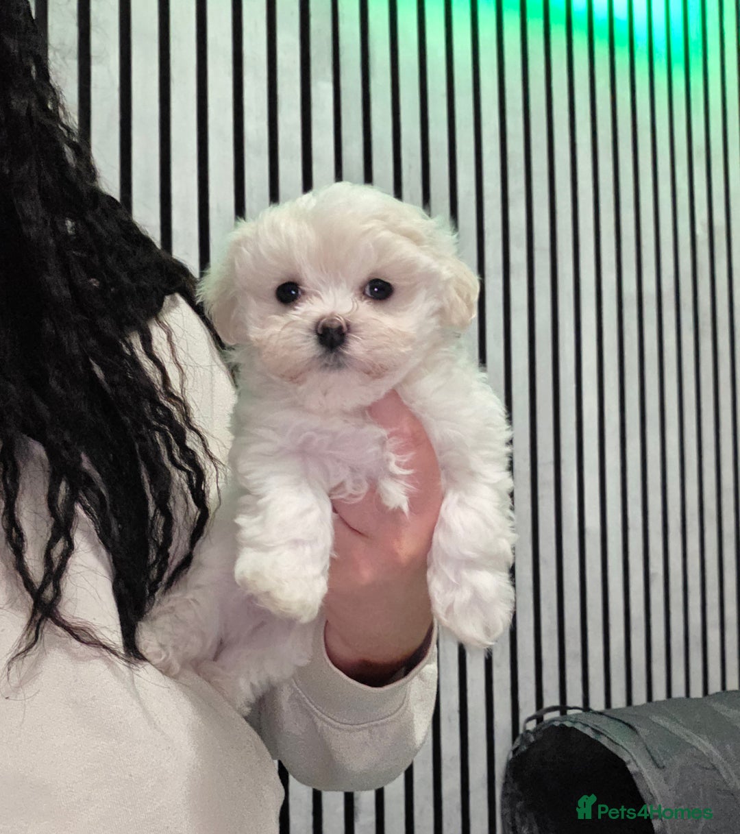 Maltipoo dogs for sale: Unique Korean miniature Maltipoos 🐶 🏡 🐾  - Advert 1