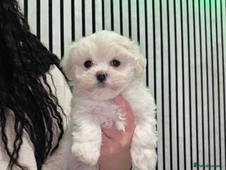 Maltipoo dogs Unique Korean miniature Maltipoos 🐶 🏡 🐾 - Advert 16