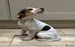 Mixed Breed dogs for sale: Beautiful Cocker cross Jack Russell puppies  - Advert 2