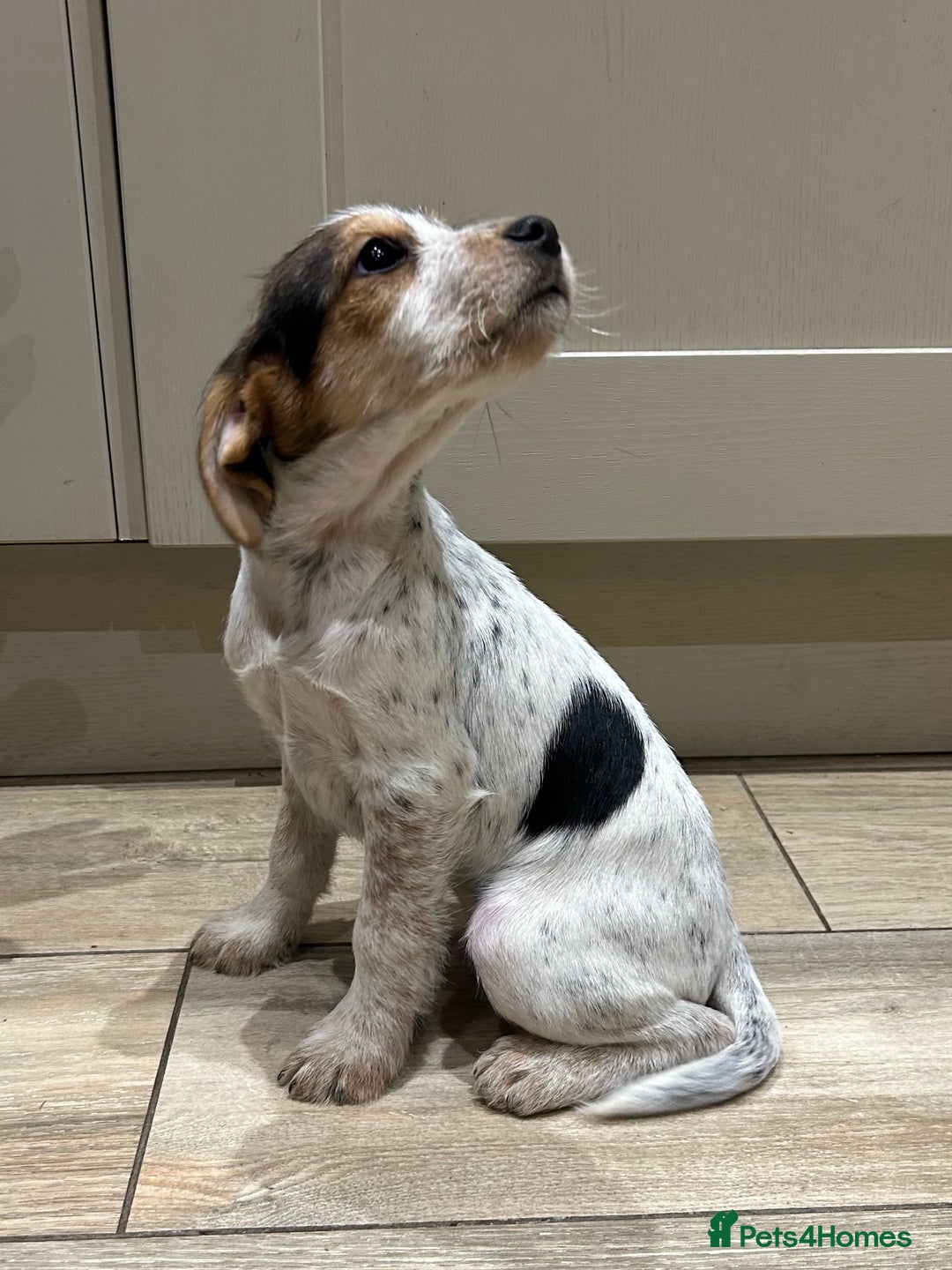 Mixed Breed dogs for sale: Beautiful Cocker cross Jack Russell puppies  - Advert 2