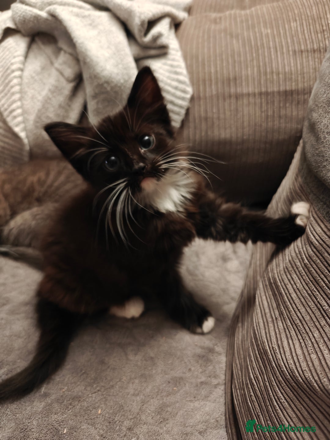 Domestic Shorthair cats for sale: Loving kittens - Image 13