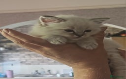 Ragdoll cats for sale: Lilac and blue tica ans Gccf registered ragdolls. - Image 13