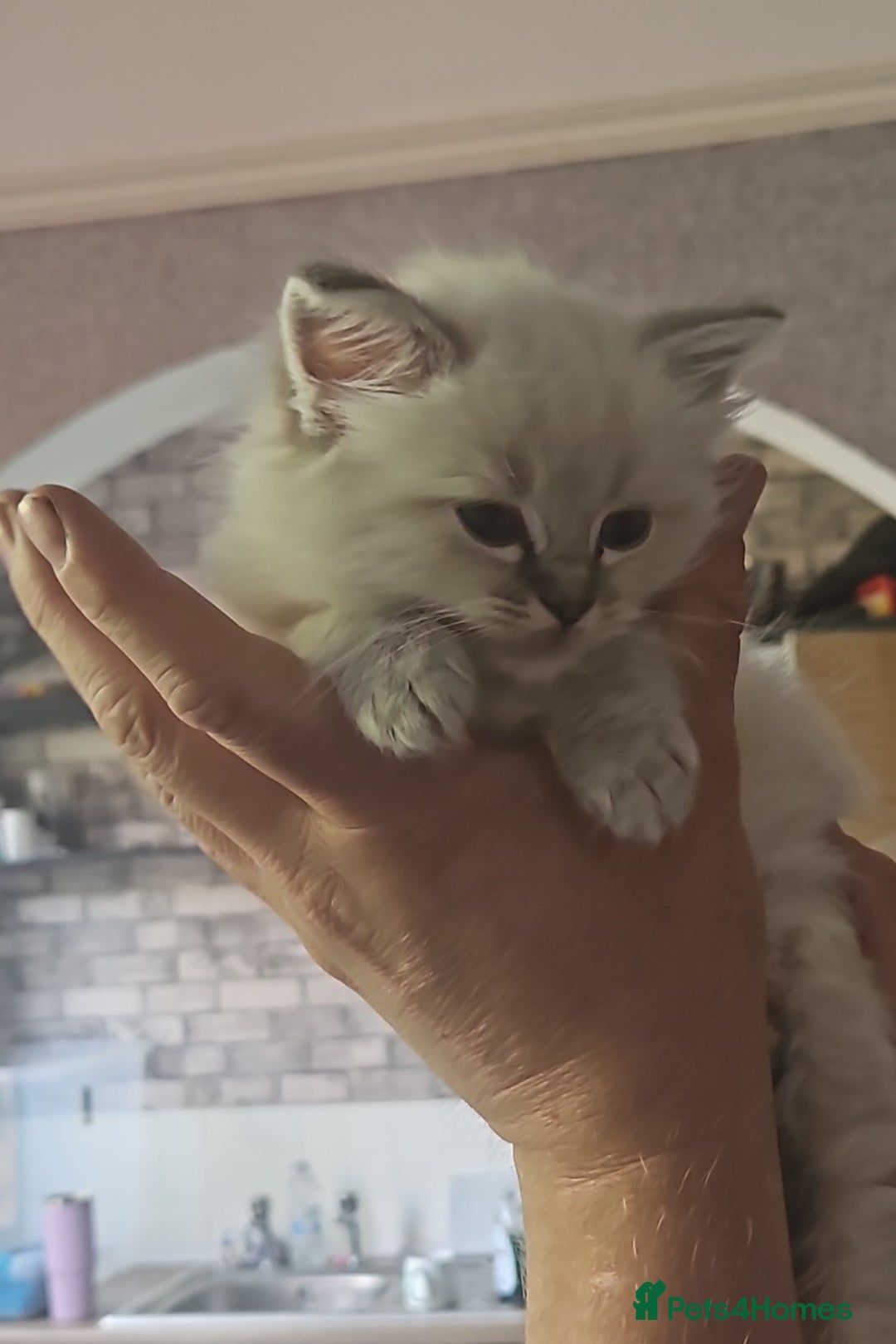 Ragdoll cats for sale: Lilac and blue tica ans Gccf registered ragdolls. - Image 13