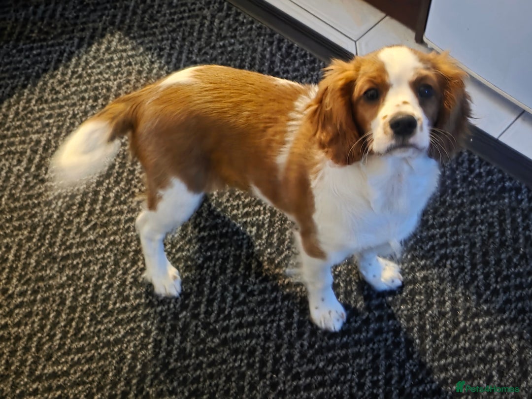 Cavalier King Charles Spaniel dogs for sale: KC Reg Cavalier King Charles pups Fully Vaccinated - Advert 19