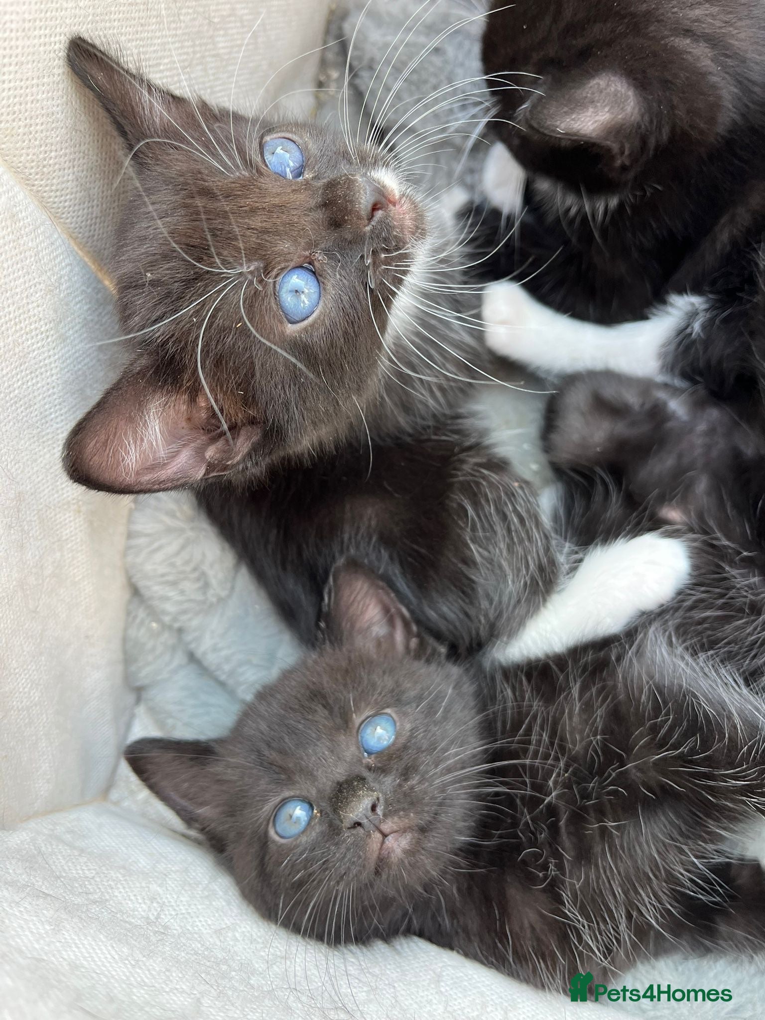 Domestic Shorthair cats Kittens for sale  - Advert 12