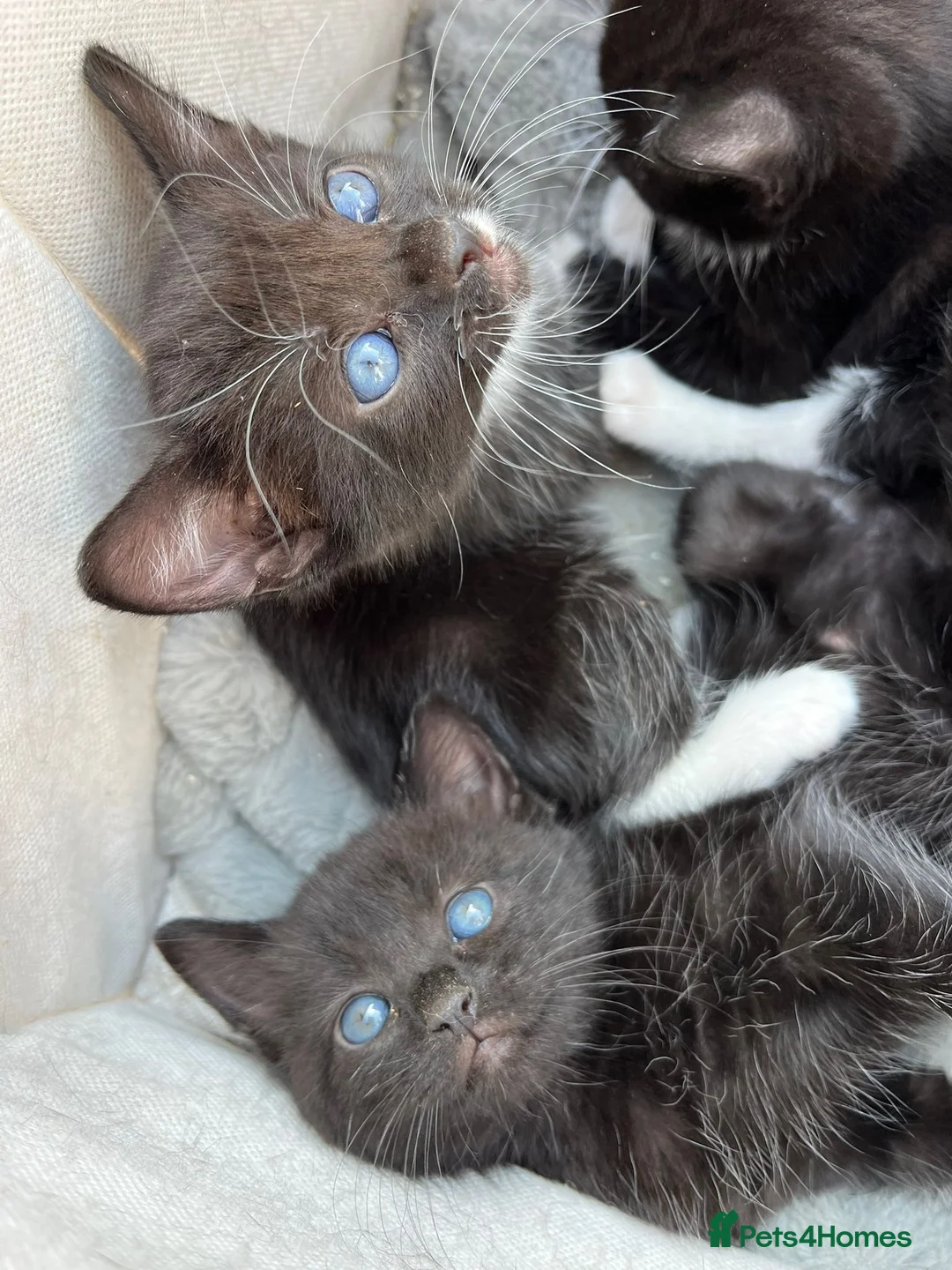 Domestic Shorthair cats for sale: Kittens for sale  in Kettering - Advert 1
