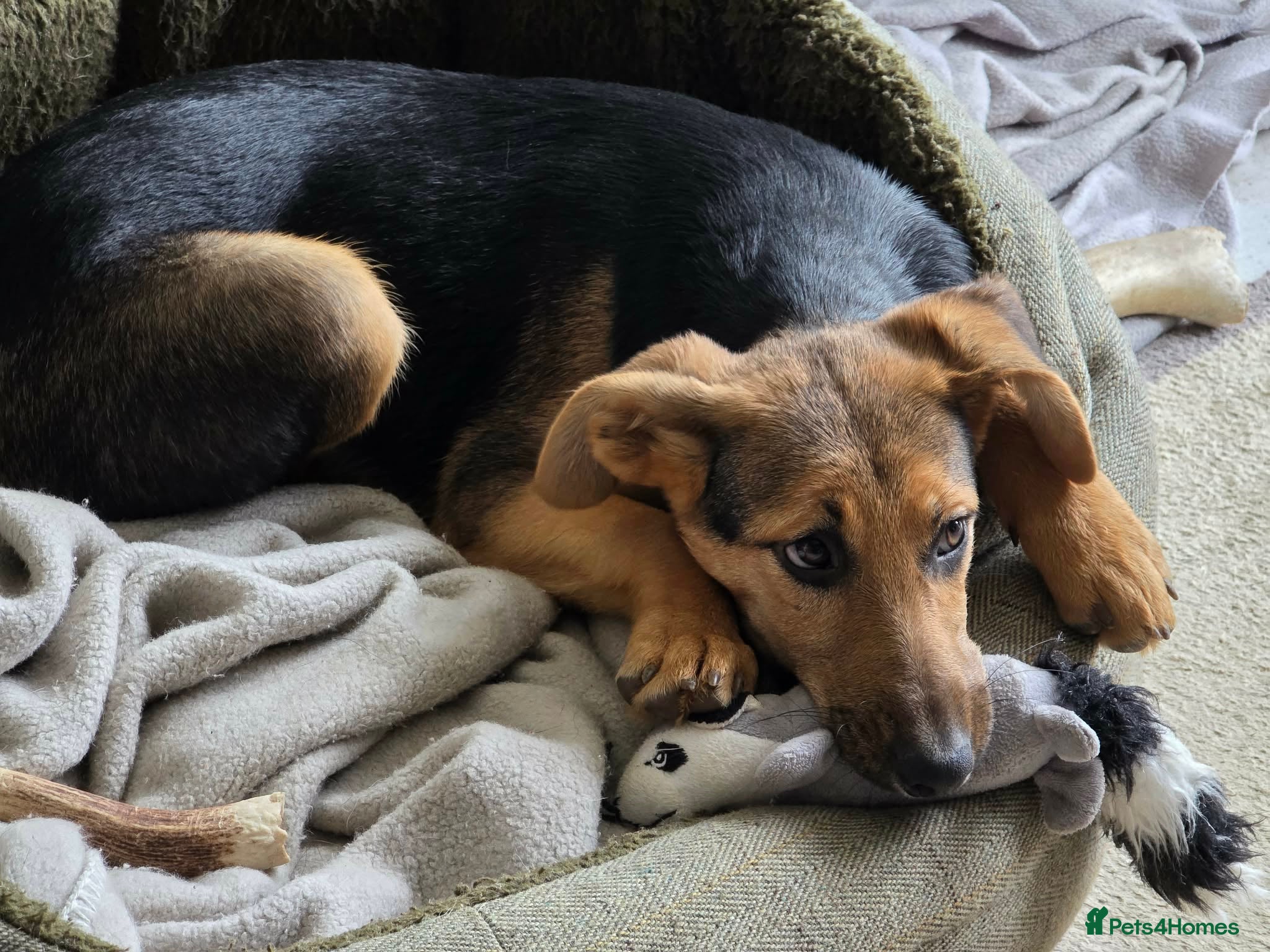 Mixed Breed dogs Gentle Leyla seeks a patient and happy home - Advert 17