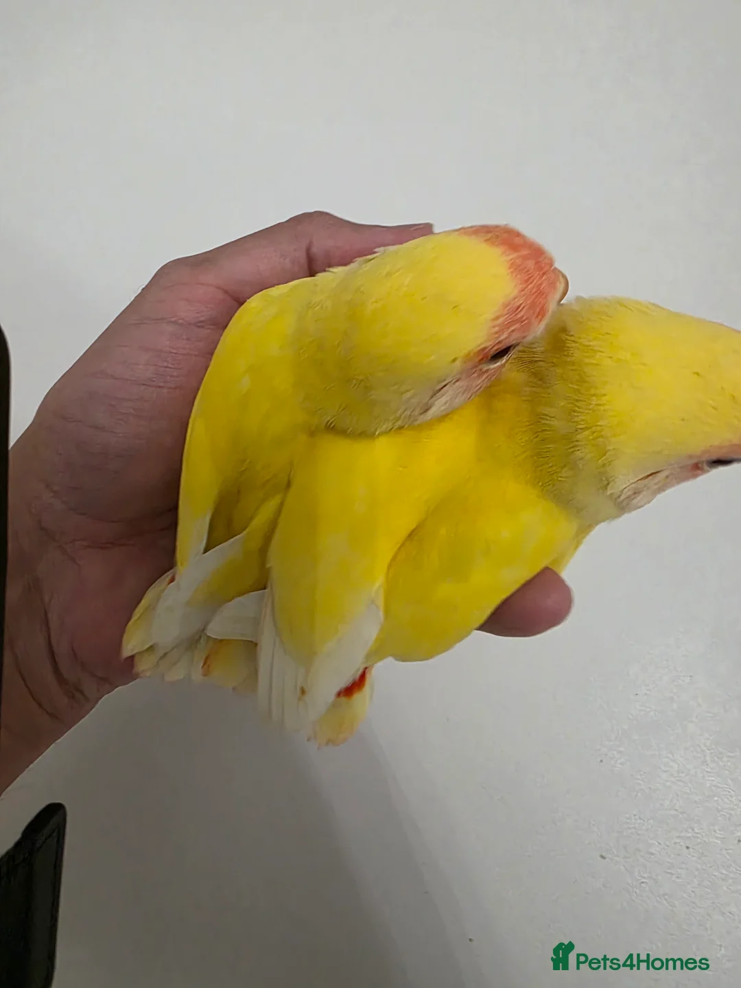 Lovebirds birds for sale: Super Tame, Hand-reared Baby Lovebirds - Advert 4