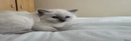Ragdoll cats for sale: Gorgeous Ragdoll Kittens Looking for Loving Homes - Advert 35
