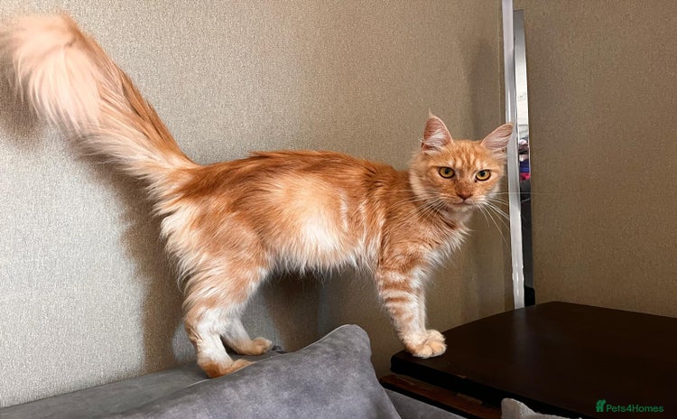 Maine Coon cats - Advert 4