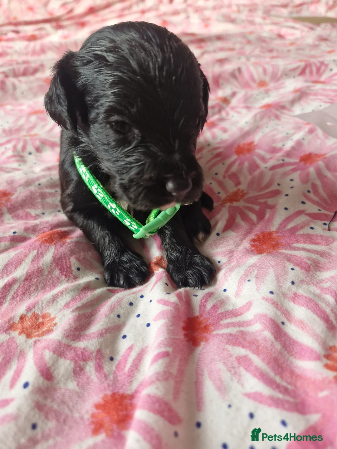 Sprocker dogs for sale: Sprocker puppies - Advert 24