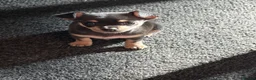 Chihuahua dogs for sale: Blue tri female  - Advert 5