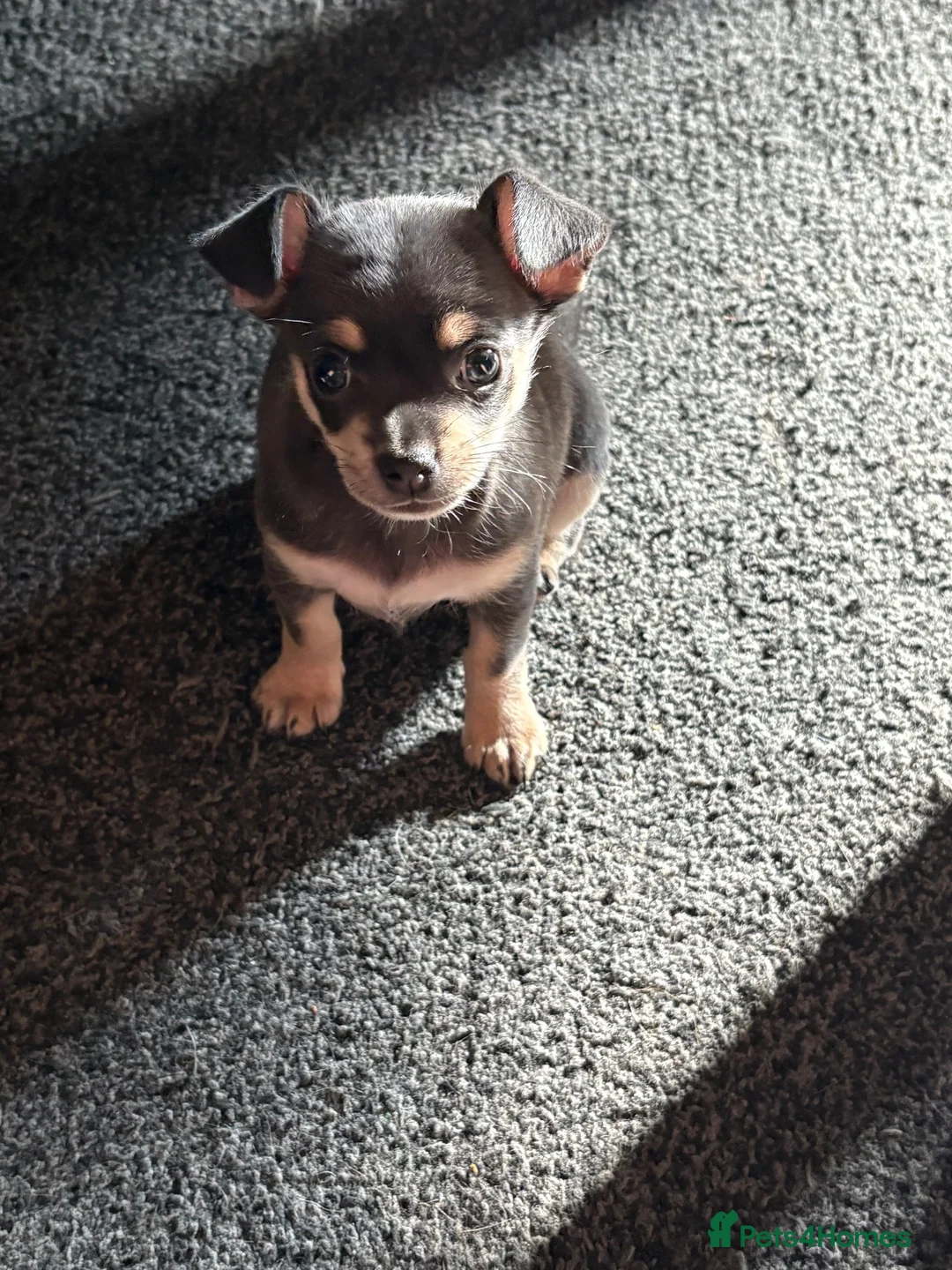 Chihuahua dogs for sale: Blue tri female  - Advert 5