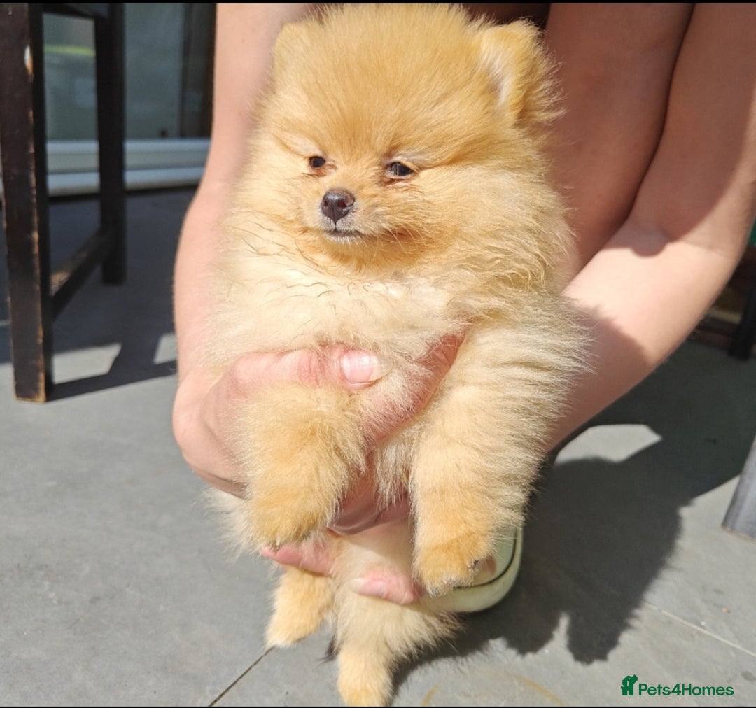 Pomeranian dogs for sale: Pomeranian girls  - Image 4
