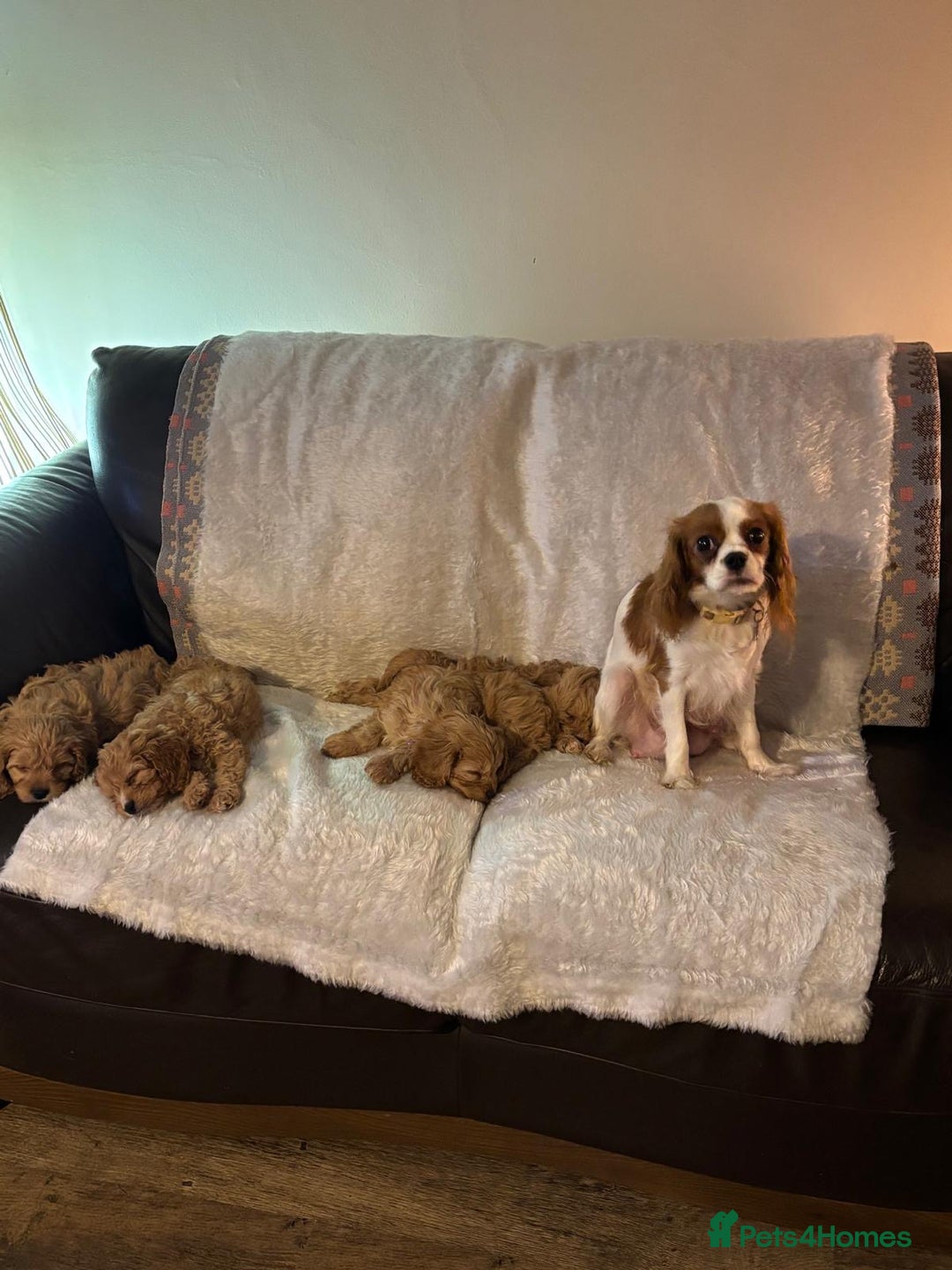 Cavapoo dogs for sale: Cavapoo F1 Ready Now - Advert 5