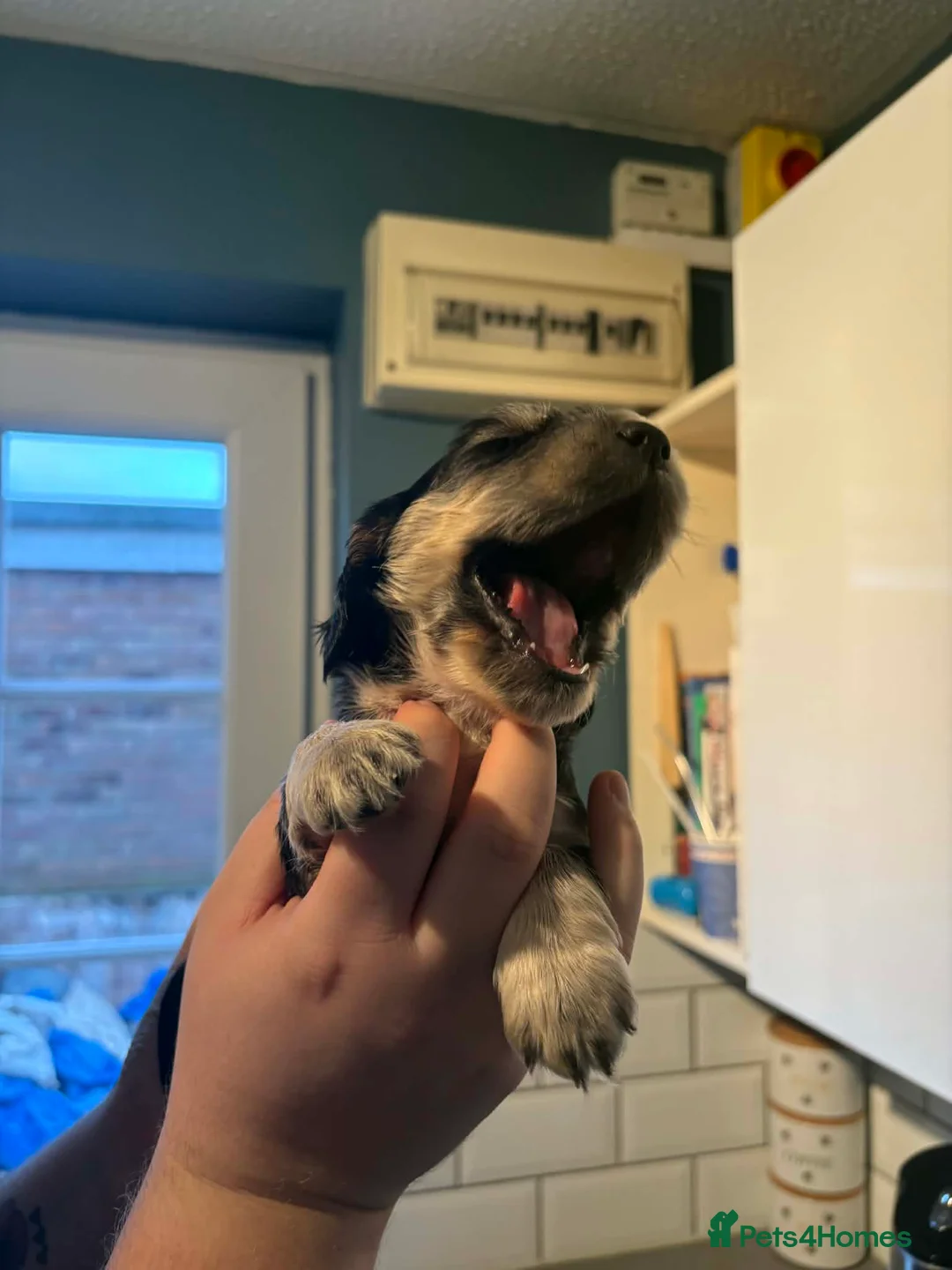 Cocker Spaniel dogs for sale: Last little boy looking for his sofa 🐾 - Advert 15