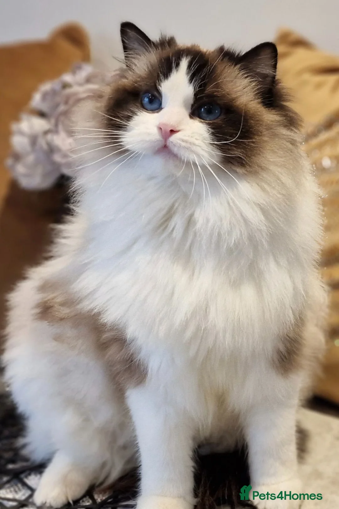 Ragdoll cats for sale: 🥰🎀Stunning Queens top European lines - Advert 2