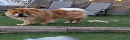 Chow Chow dogs for sale:     Chow Chow Boy Looking for His Forever Home 🐾 - Advert 5