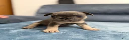 French Bulldog dogs for sale: Beautiful frenchie puppies  - Advert 9