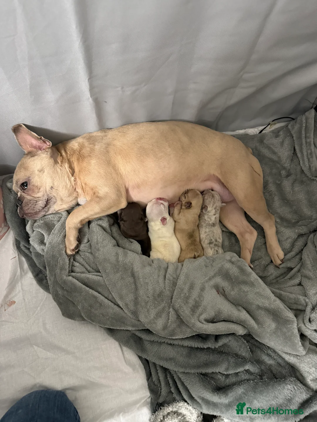 French Bulldog dogs for sale: French bulldog pups  - Advert 17