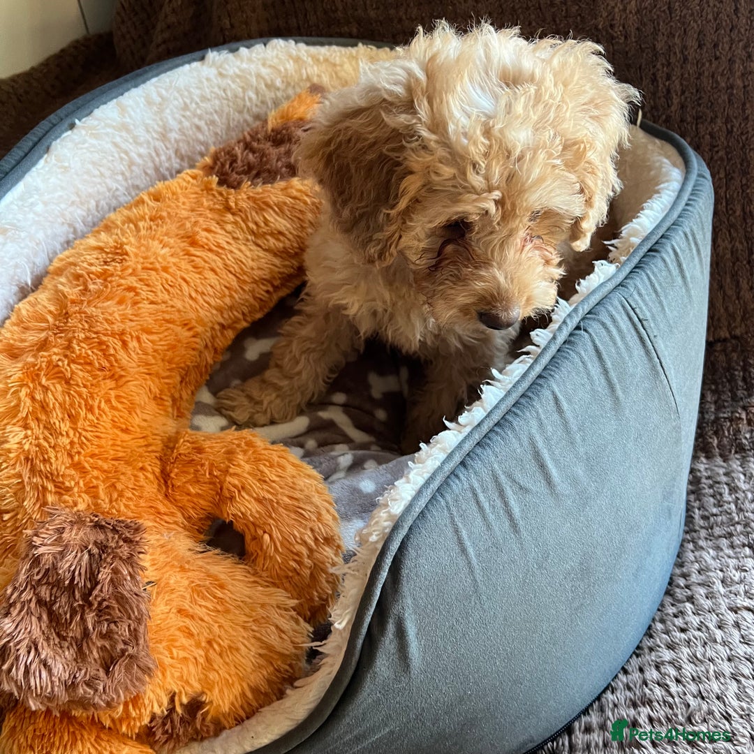 Mixed Breed dogs for sale: F1b Australian Labradoodle  - Advert 7