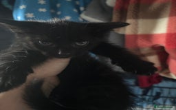 Mixed Breed cats for sale: 6 mixed breed kittens - Image 11
