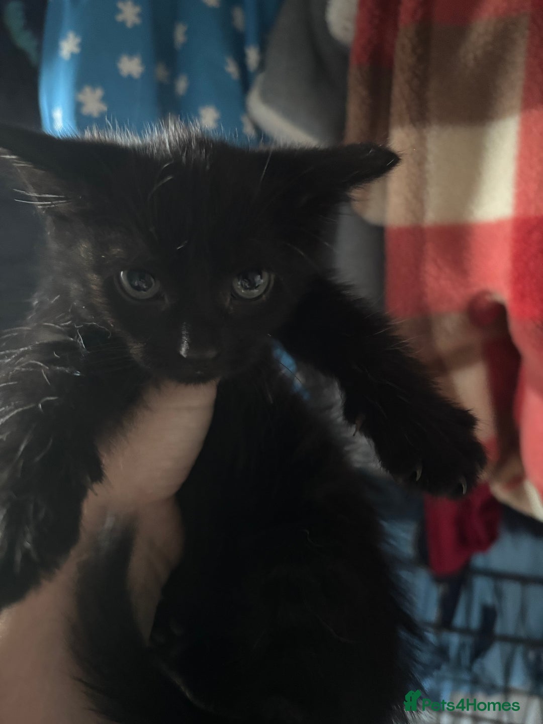 Mixed Breed cats for sale: 6 mixed breed kittens - Image 11