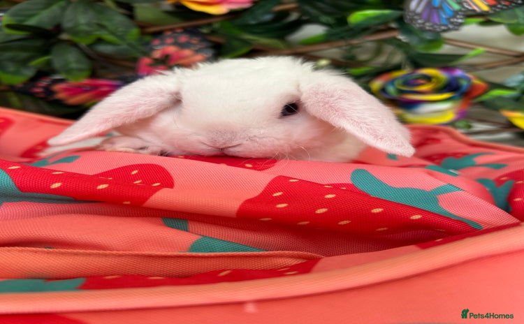 Mini Lop rabbits - Advert 8