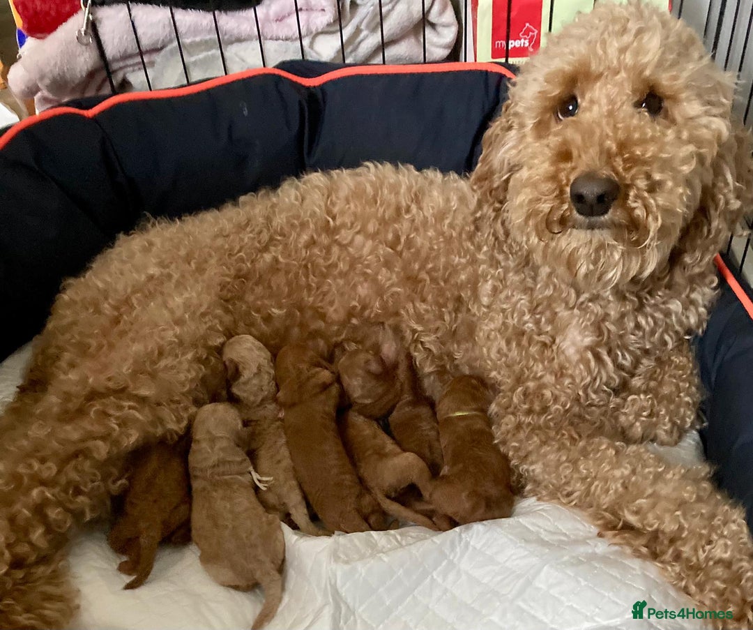 Miniature Poodle dogs for stud: Apricot stud. DNA health tested KCreg colour panel in Dunblane - Image 6