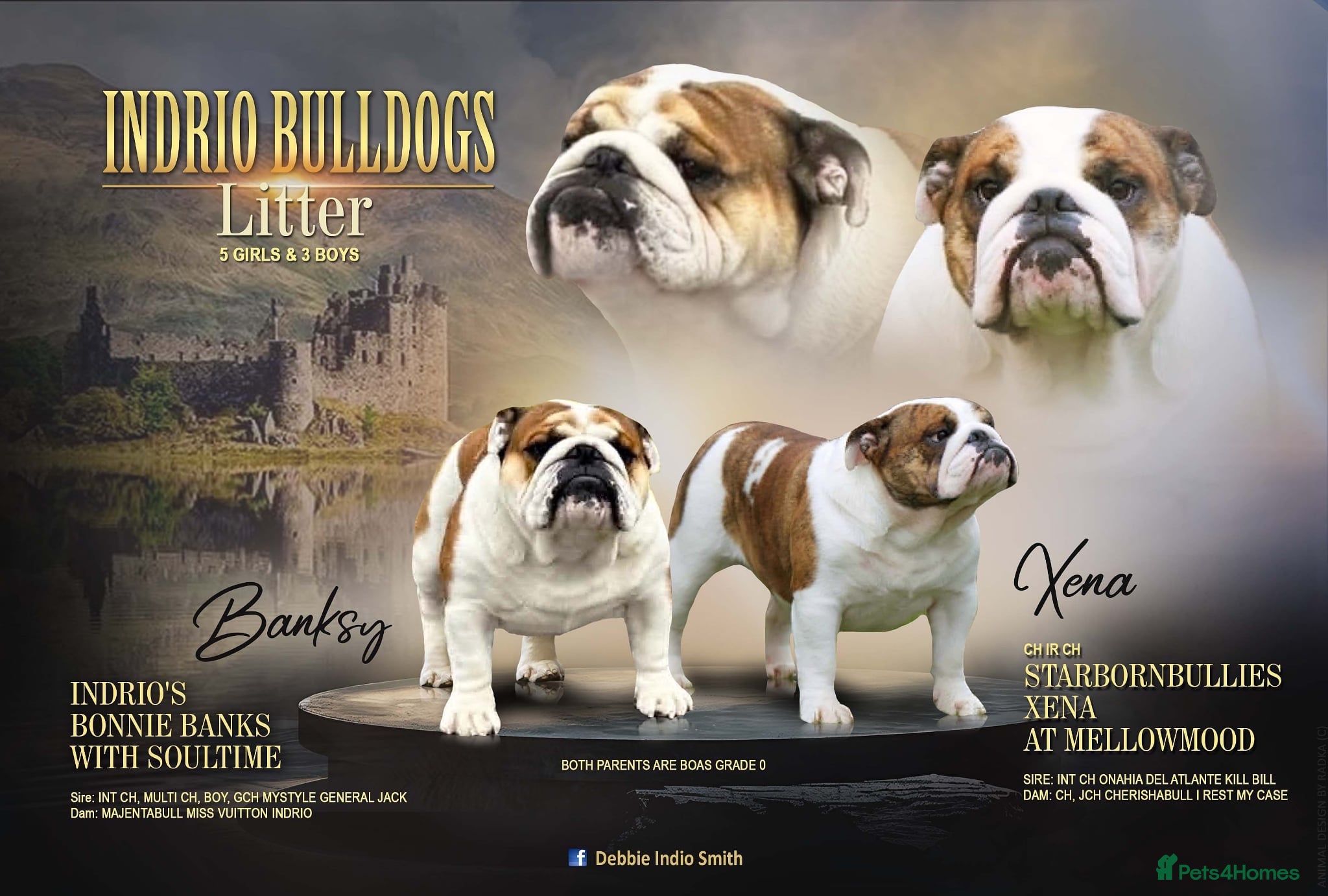 English Bulldog dogs Bulldog puppies  - Advert 2