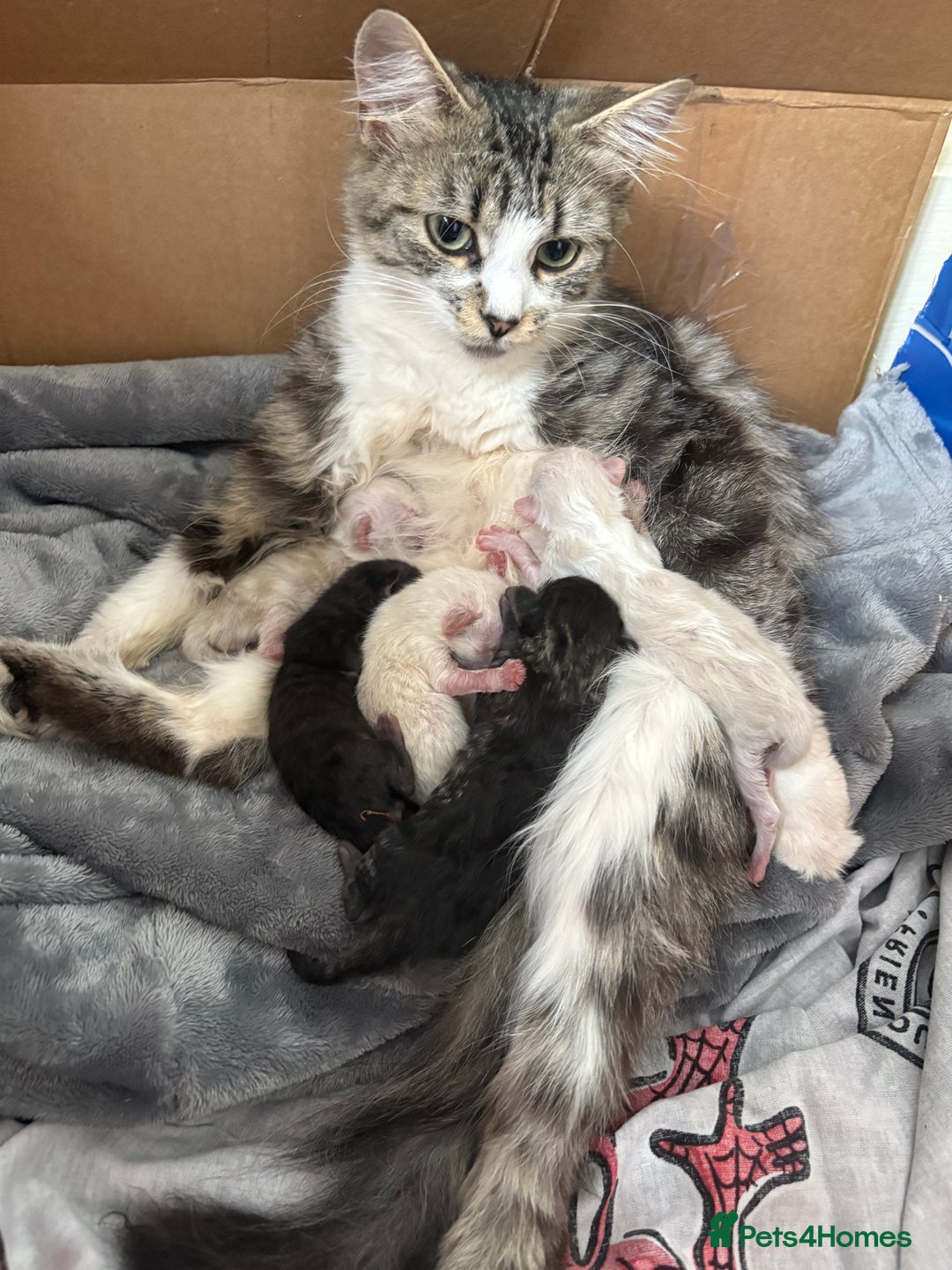 Mixed Breed cats for sale: Kittens - Image 4