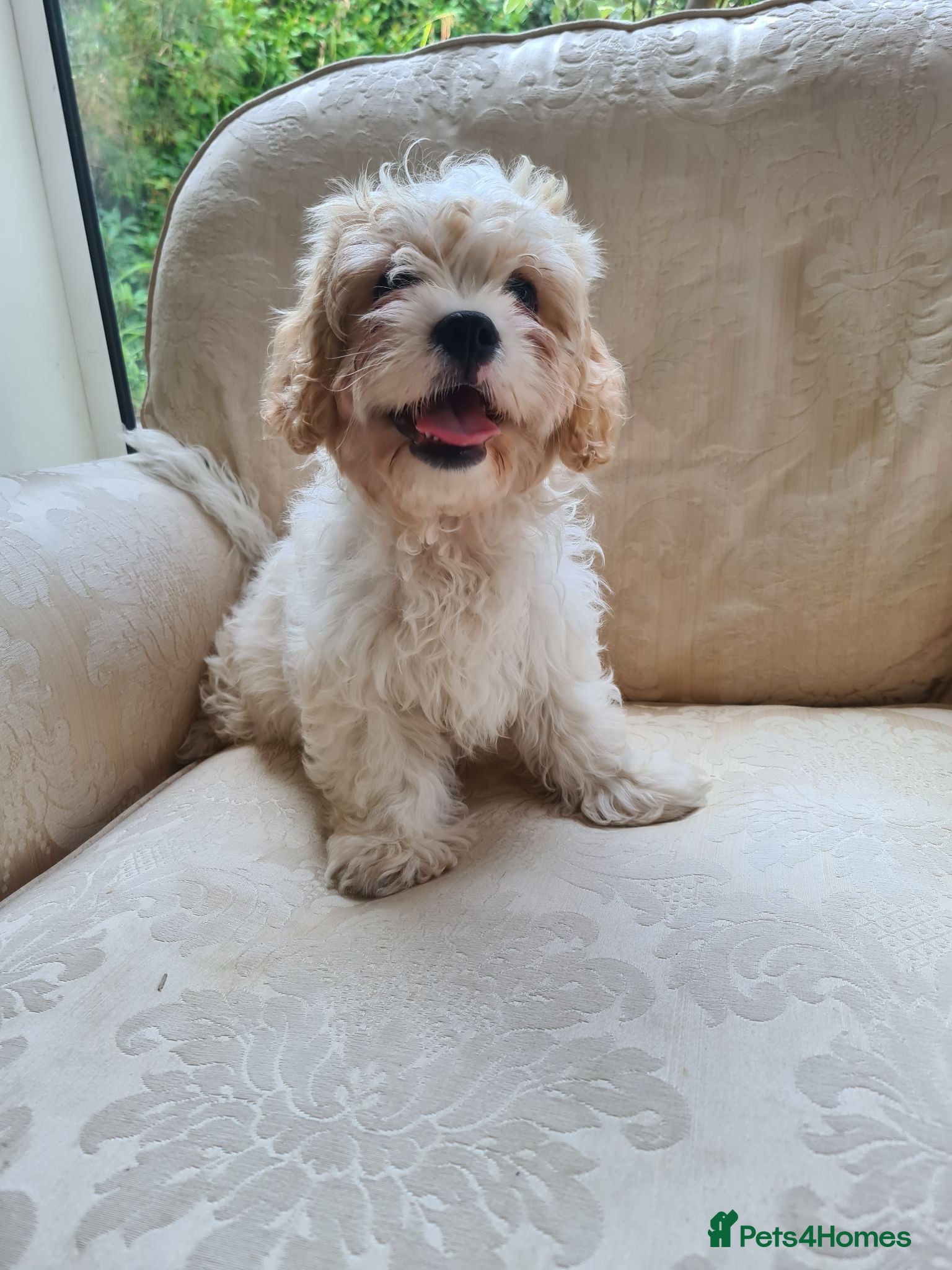 Cavapoo dogs Cavapoo boy is still looking for his forever home - Advert 2
