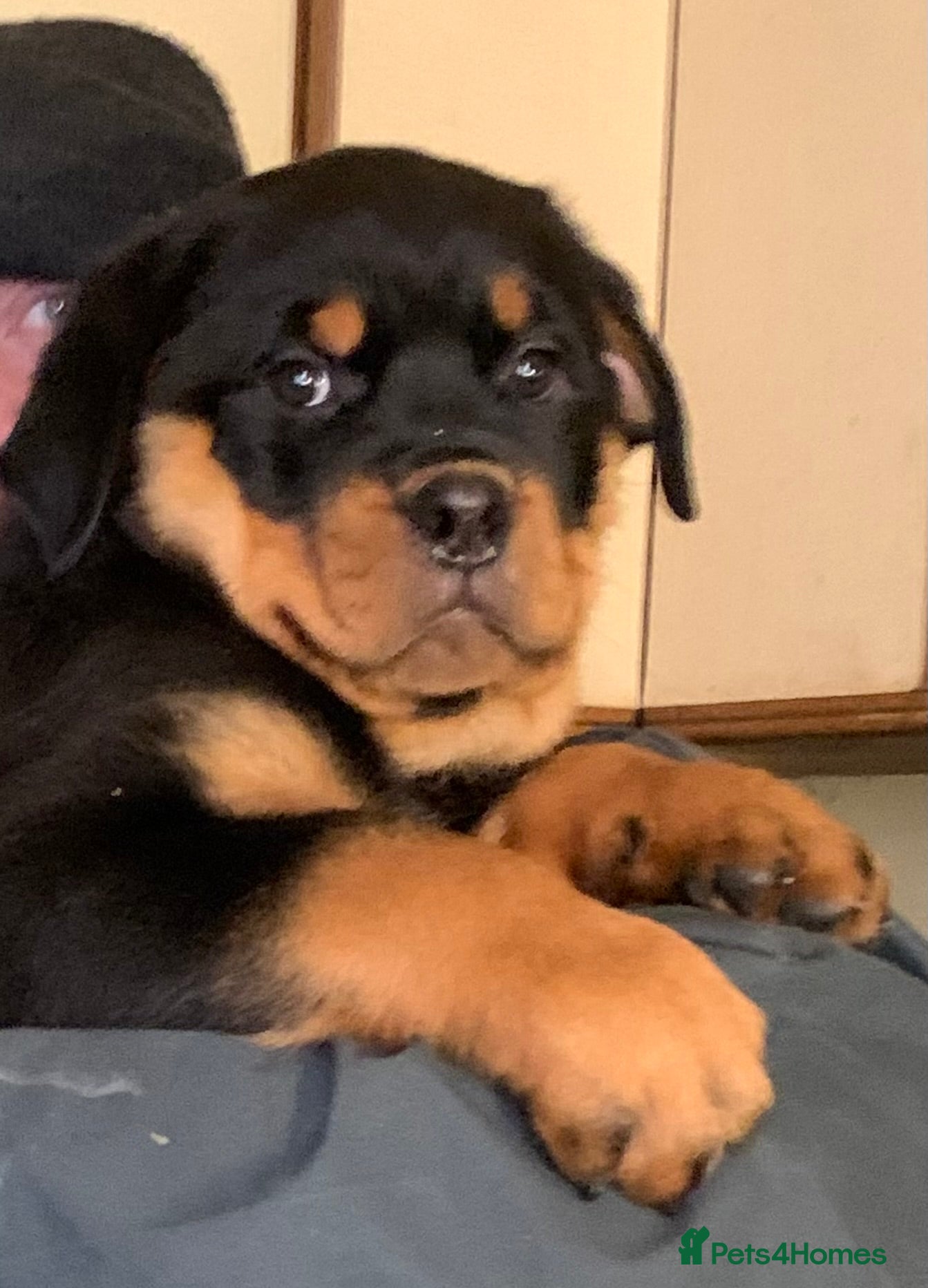 Rottweiler dogs Proper big old fashioned Rottie  pups ready now  - Advert 8