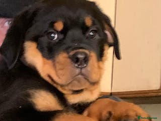 Rottweiler dogs Proper big old fashioned Rottie pups ready now - Advert 3