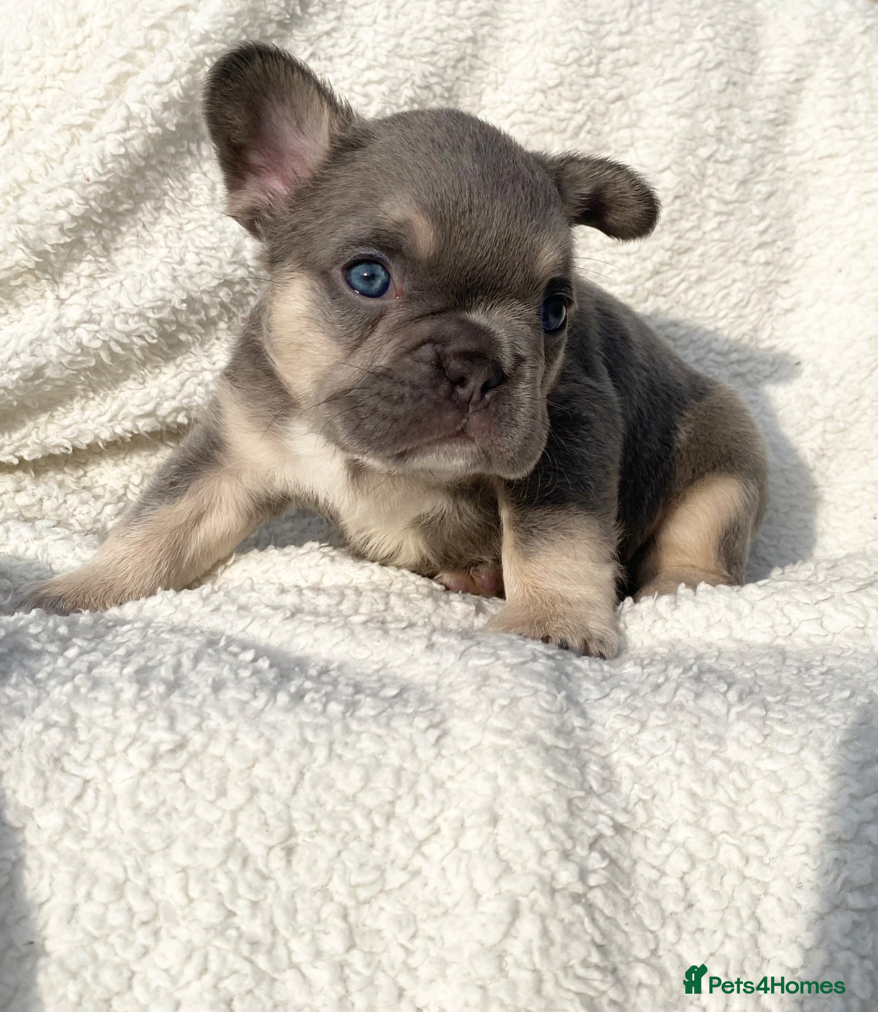 French Bulldog dogs LILAC AND TAN FRENCH BULLDOG PUPS  - Advert 9