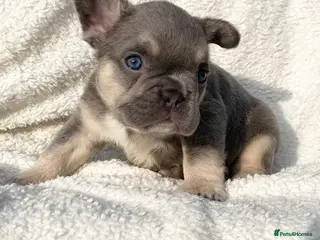 French Bulldog dogs LILAC AND TAN FRENCH BULLDOG PUPS - Advert 9