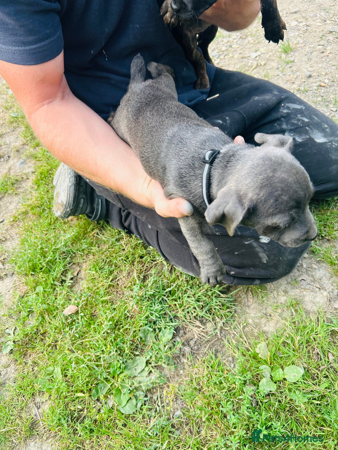 Jack Russell dogs for sale: Blue & Black Brindle Jack Russells - Image 19