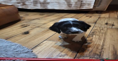 English Springer Spaniel dogs - Advert 9